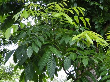 桃花心木有毒嗎|大葉桃花心木的生物、生態與利用